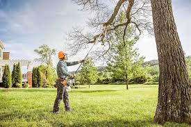 Professional Tree Care  in Long Neck, DE